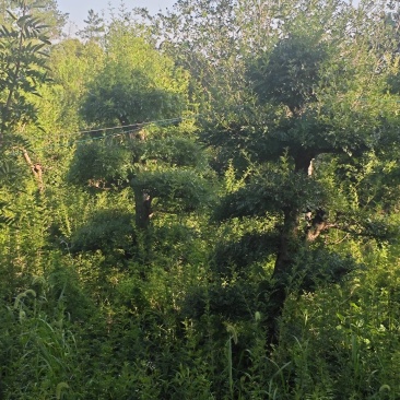 精品对节白蜡造型树，树形独特，层次分明，枝条自然舒展，