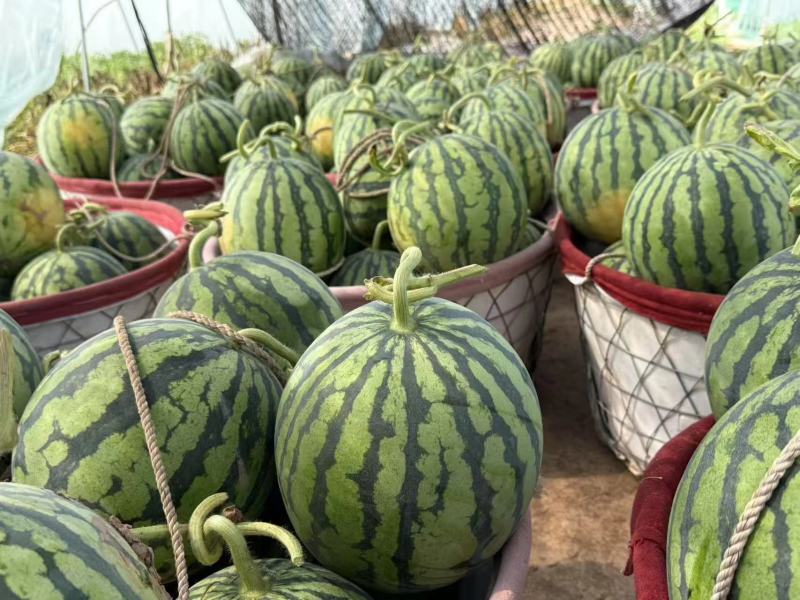 盐城美都麒麟西瓜大量有货基地直供品质优可视频看货