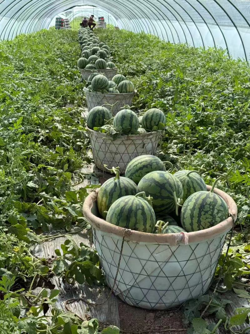 盐城美都麒麟西瓜大量有货基地直供品质优可视频看货