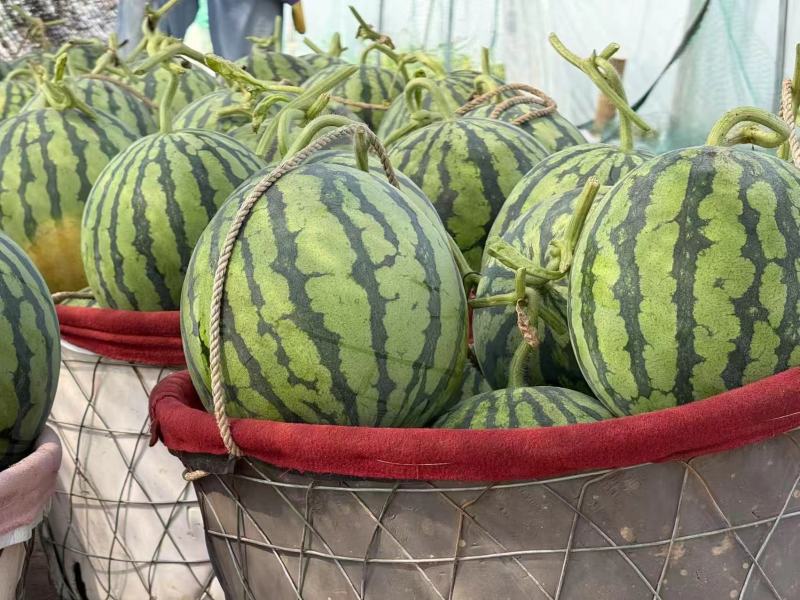 盐城美都麒麟西瓜大量有货基地直供品质优可视频看货