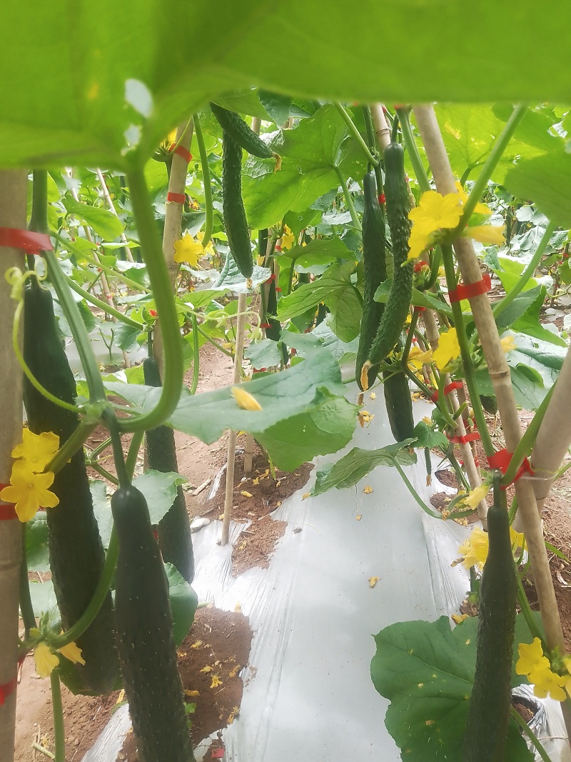 散装统货有需要的老板请联系，价格实惠