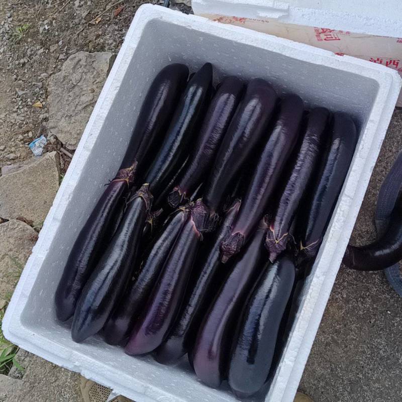 精品黑线茄