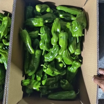 精品芜湖椒