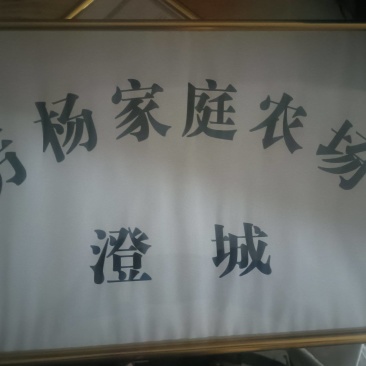 圣女果