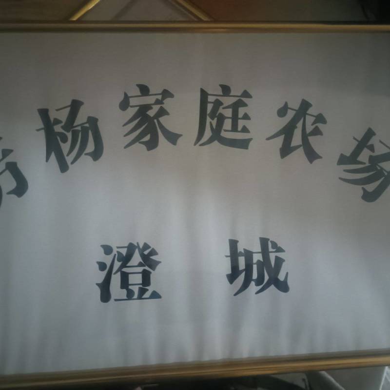 圣女果