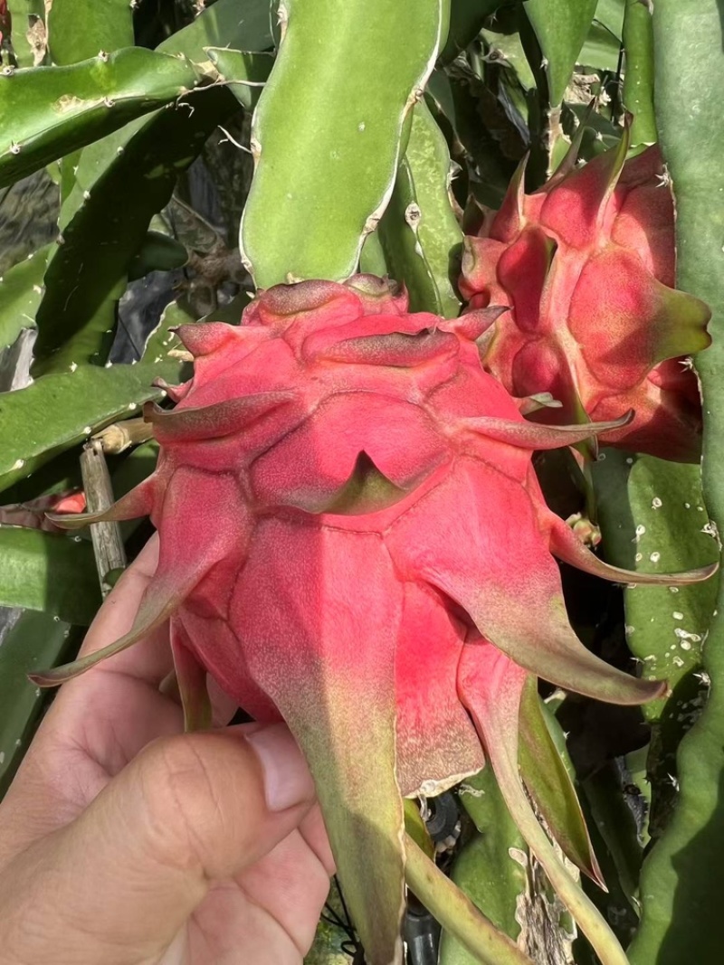 红心火龙果