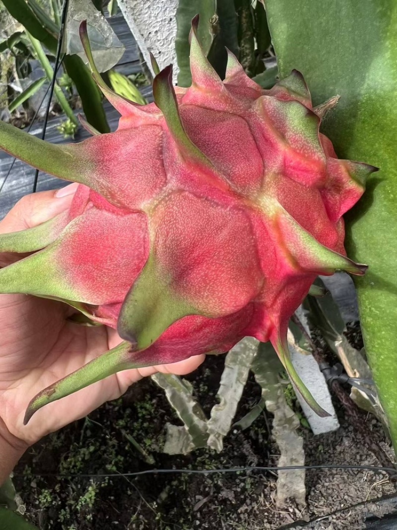 红心火龙果