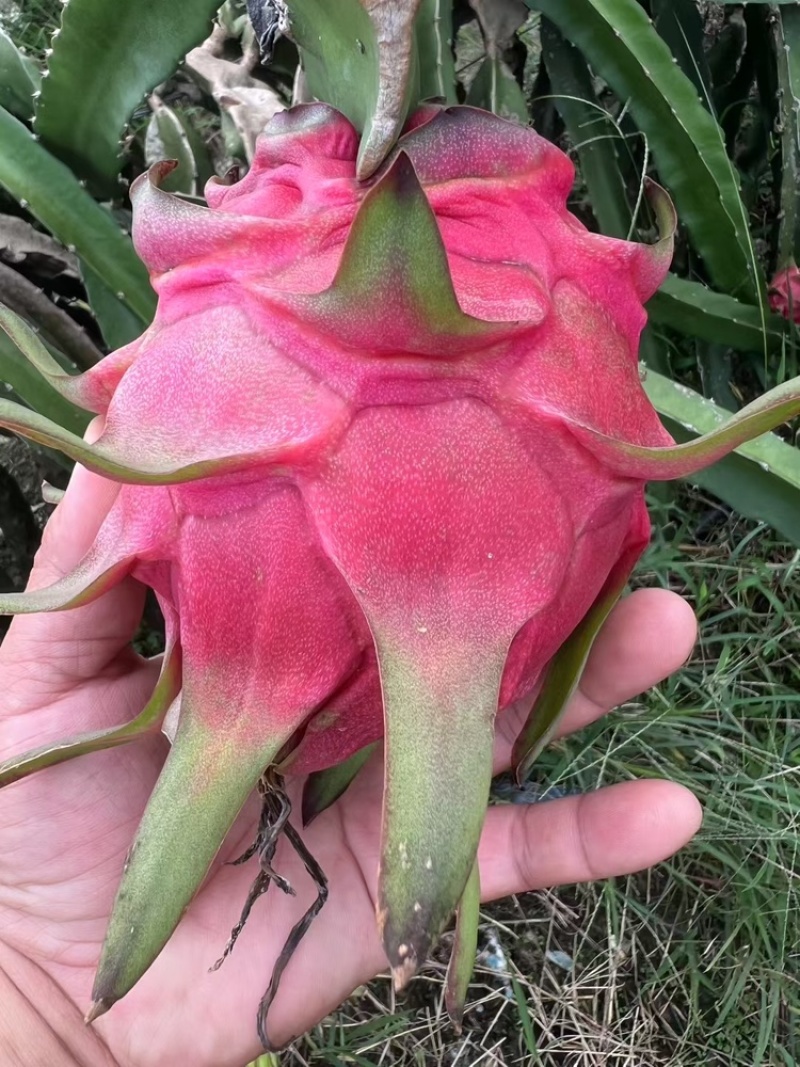 红心火龙果