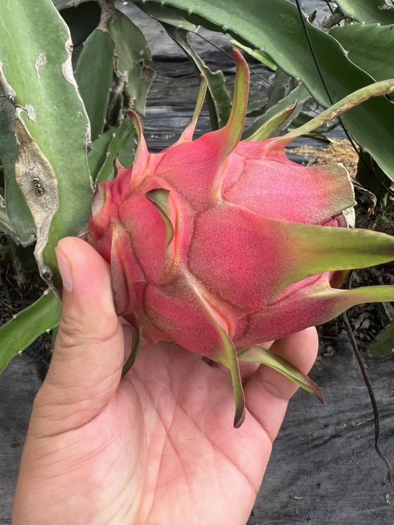 红心火龙果