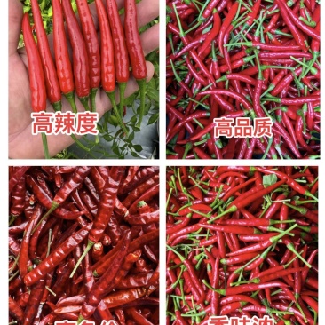 20吨干野山椒，高辣度品种，精品，长期供，