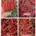 20吨干野山椒，高辣度品种，精品，长期供，