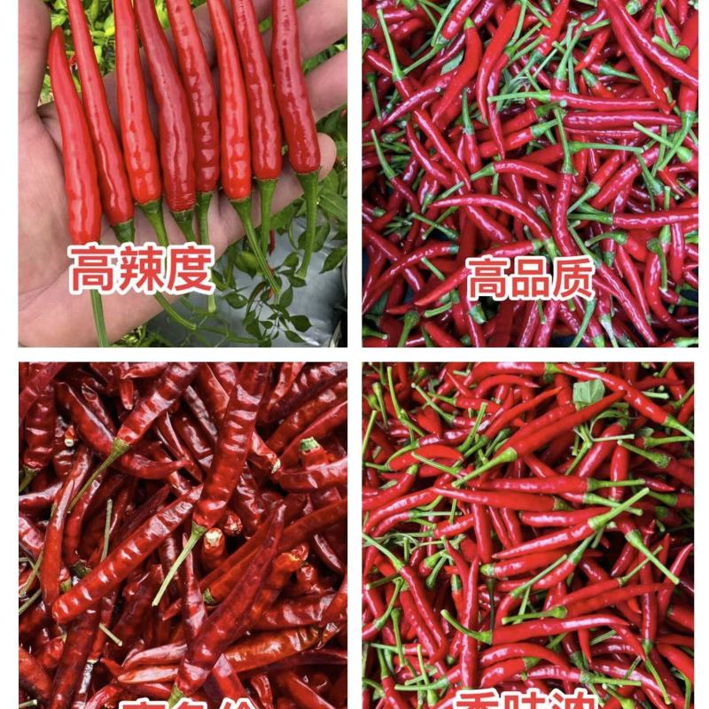 20吨干野山椒，高辣度品种，精品，长期供，