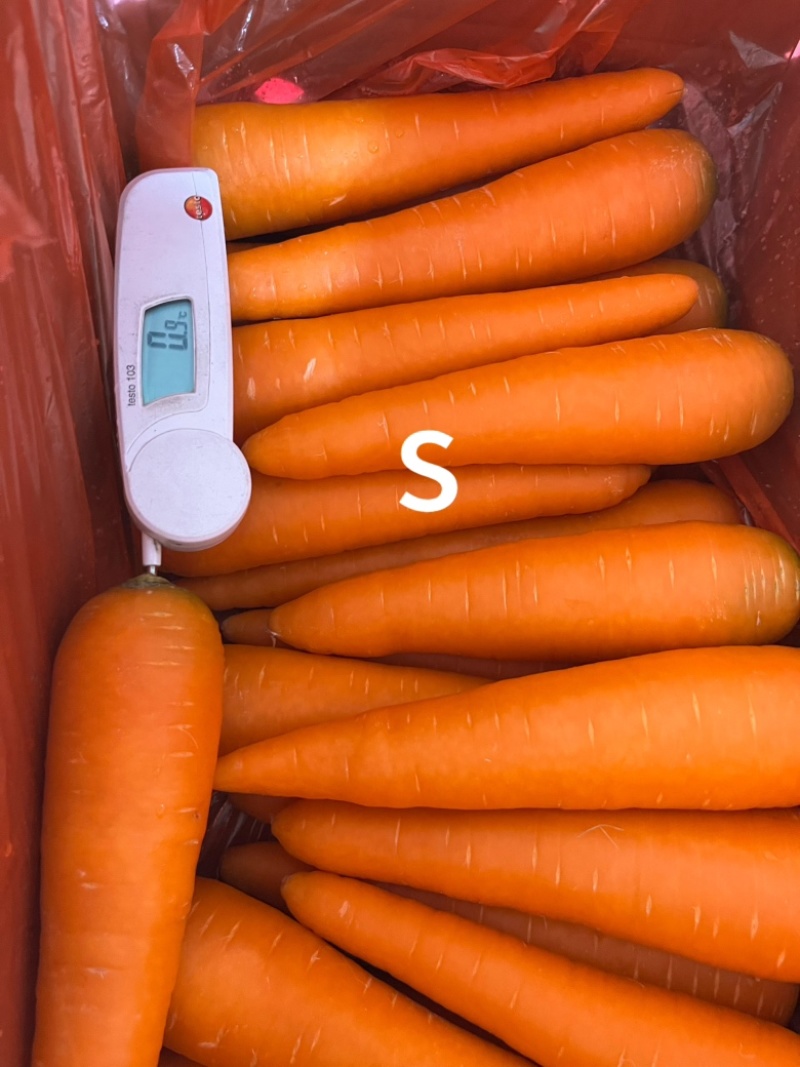 胡萝卜各种品质规格都有