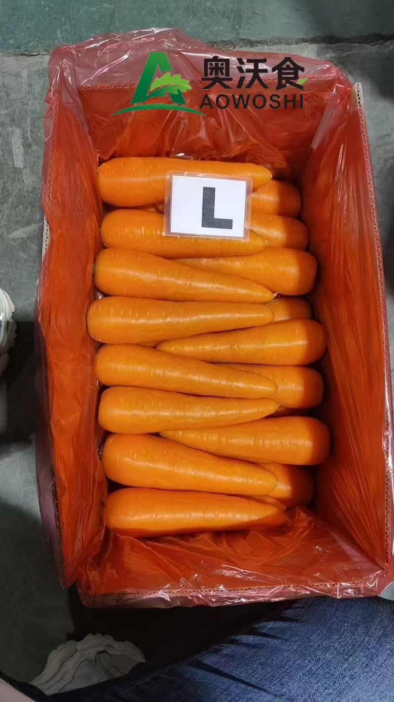 胡萝卜各种品质规格都有