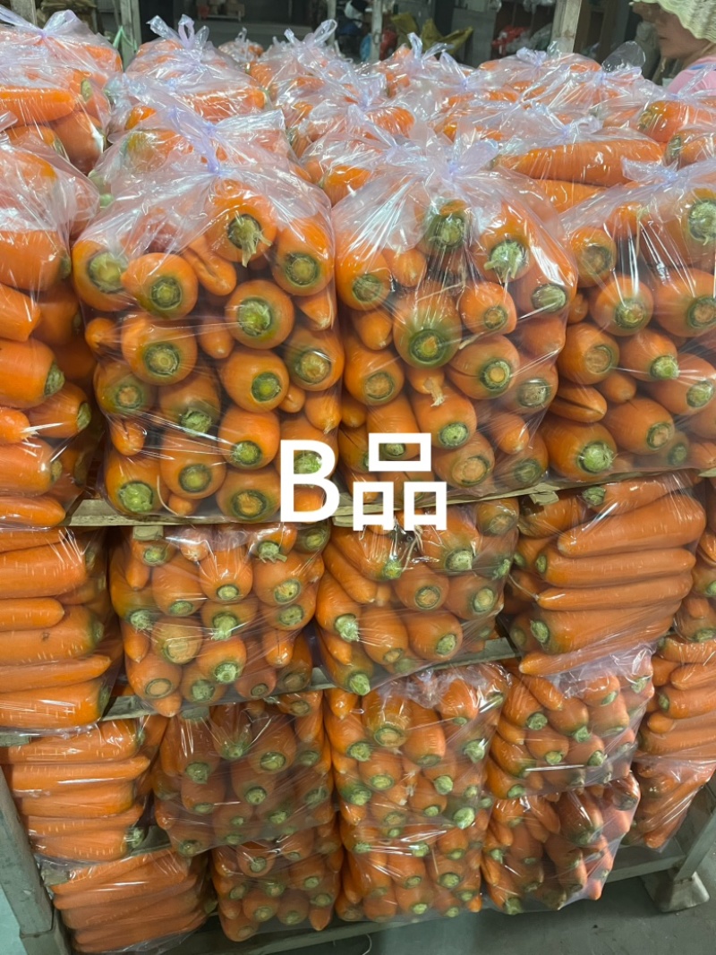 胡萝卜各种品质规格都有