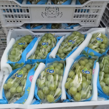 【推荐】夏邑阳光玫瑰葡萄，产地一手！质量三包！