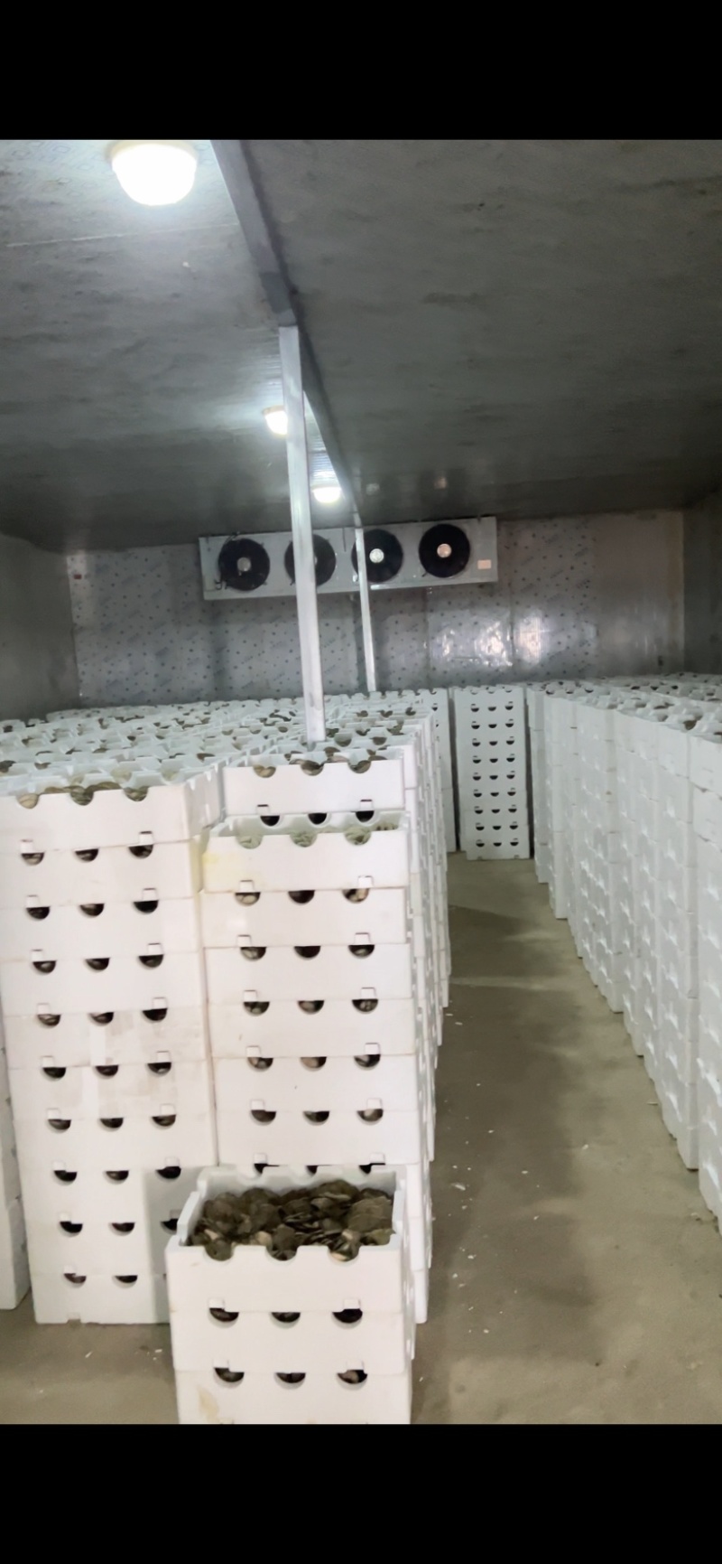 平菇，基地直供新鲜平菇，价格优势，日供应量稳定全国发货，