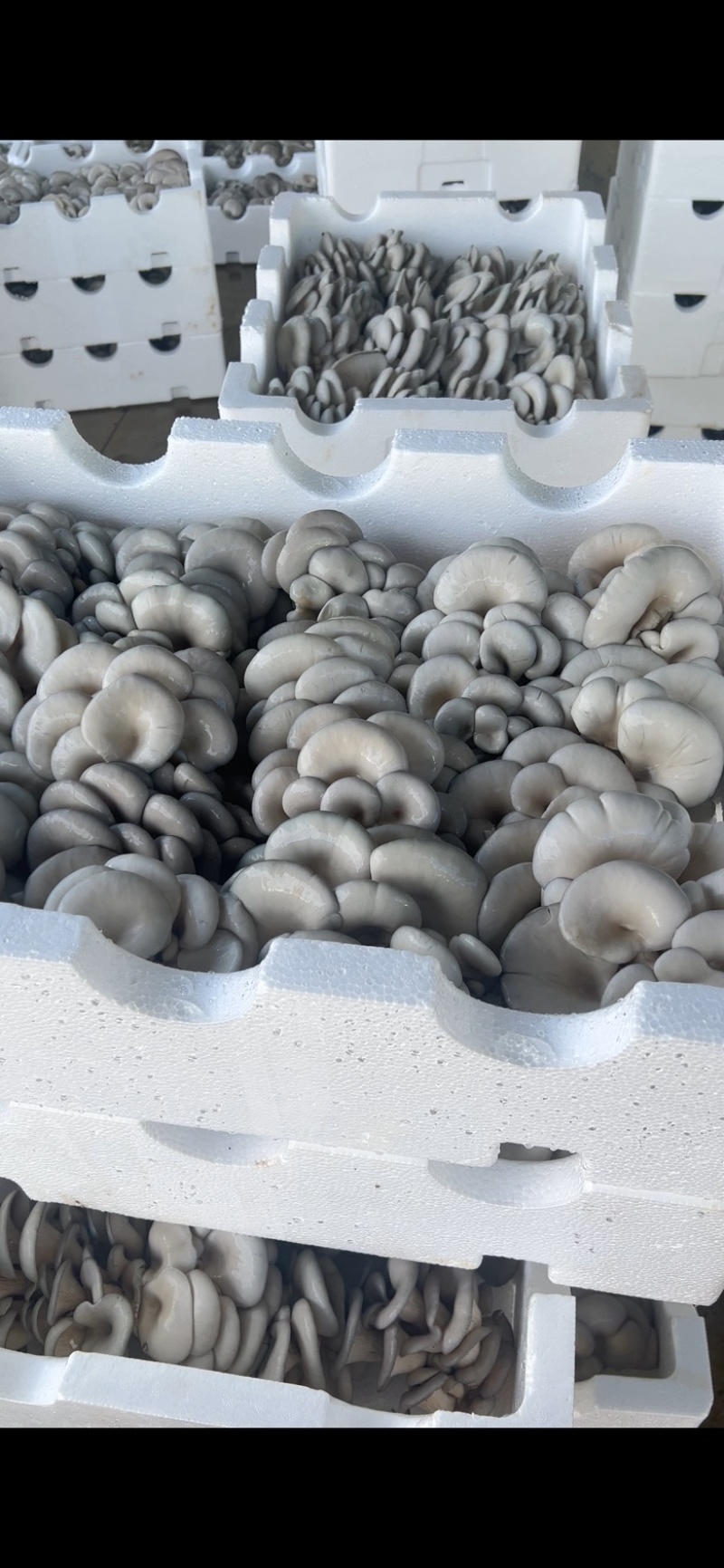 平菇，基地直供新鲜平菇，价格优势，日供应量稳定全国发货，