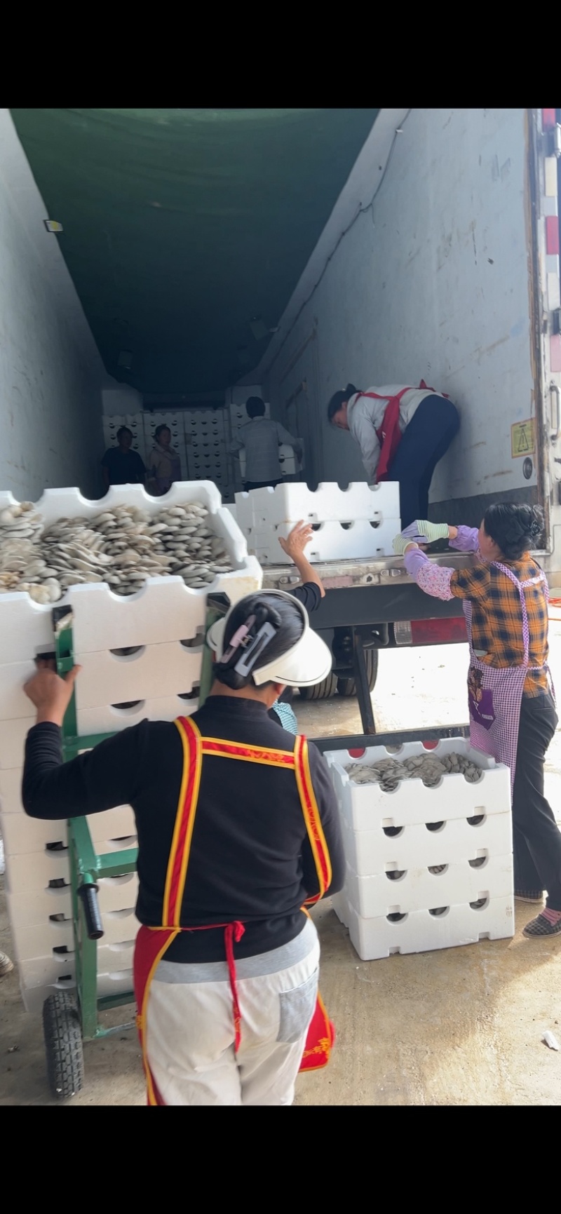 平菇，基地直供新鲜平菇，价格优势，日供应量稳定全国发货，