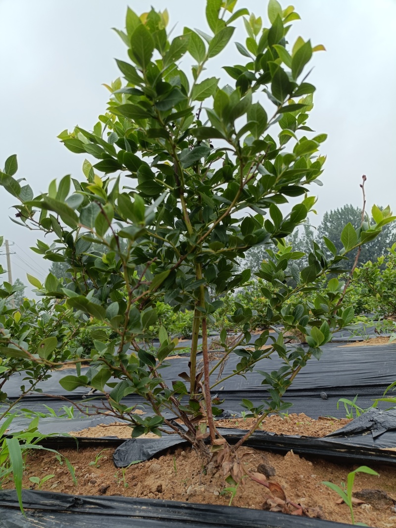 蓝莓苗L25花香蓝莓香甜上市早，L6，优瑞卡，果子特大，
