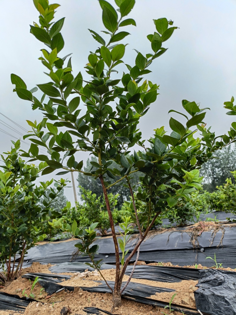 蓝莓苗L25花香蓝莓香甜上市早，L6，优瑞卡，果子特大，