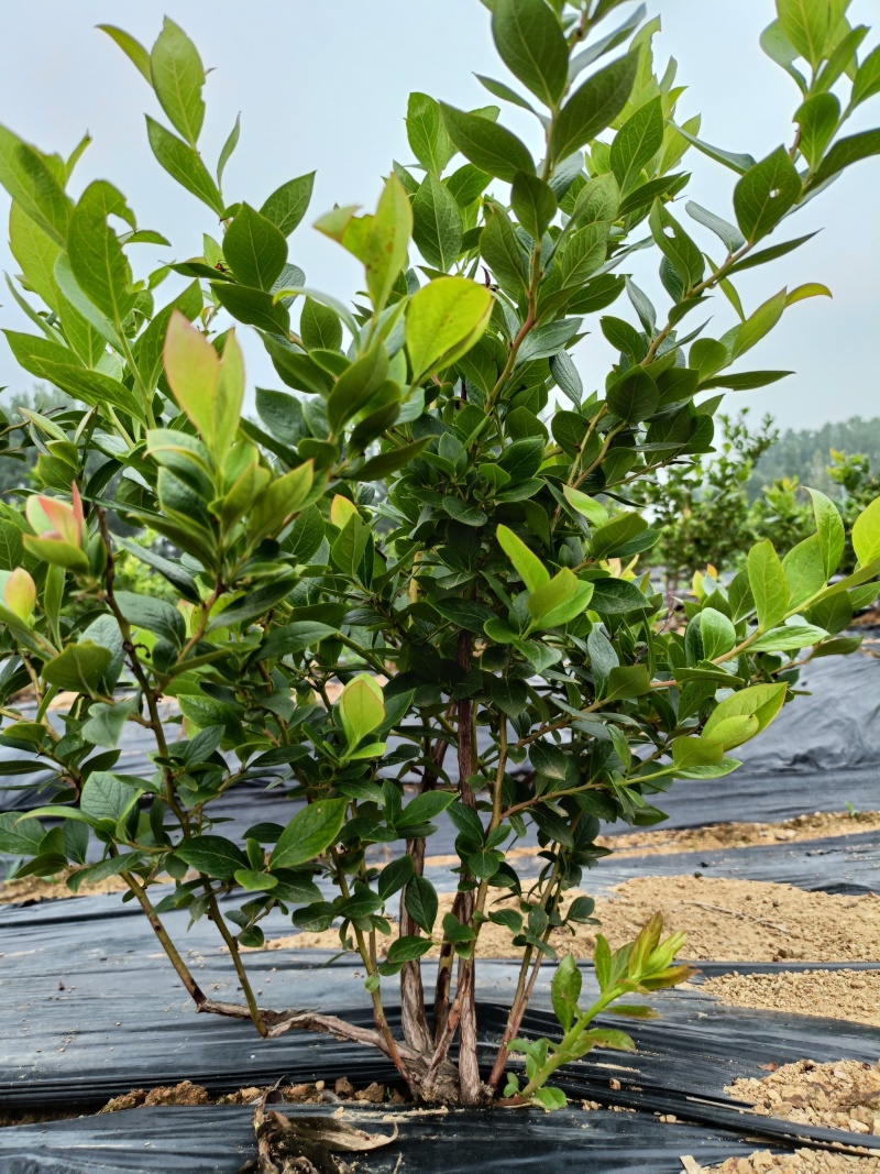 蓝莓苗L25花香蓝莓香甜上市早，L6，优瑞卡，果子特大，