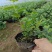 蓝莓苗L25花香蓝莓香甜上市早，L6，优瑞卡，果子特大，