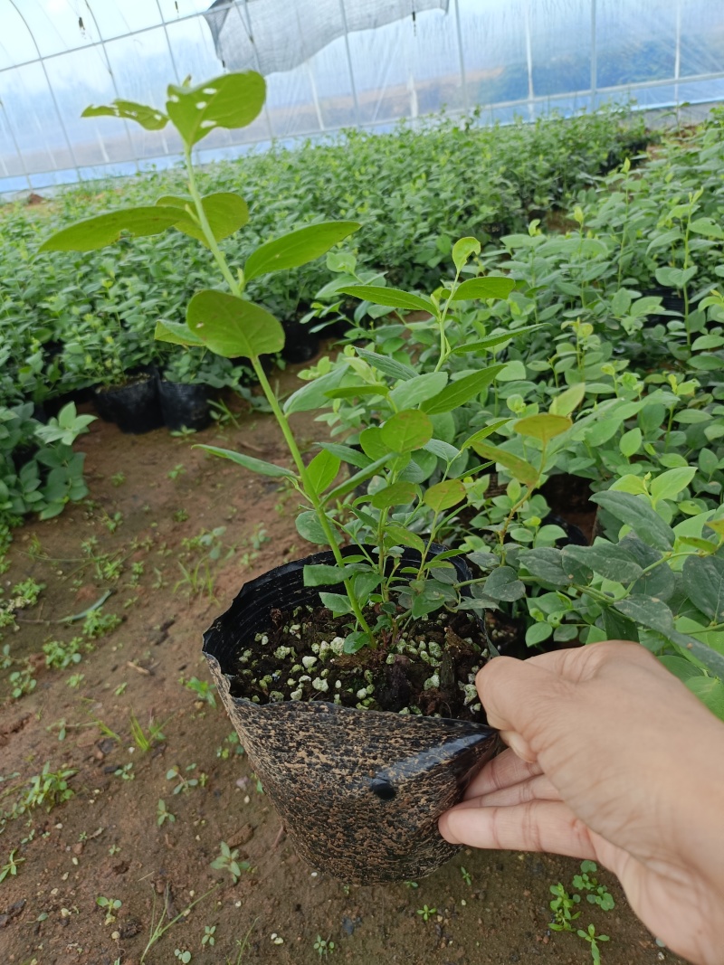 蓝莓苗L25花香蓝莓香甜上市早，L6，优瑞卡，果子特大，