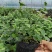 蓝莓苗L25花香蓝莓香甜上市早，L6，优瑞卡，果子特大，