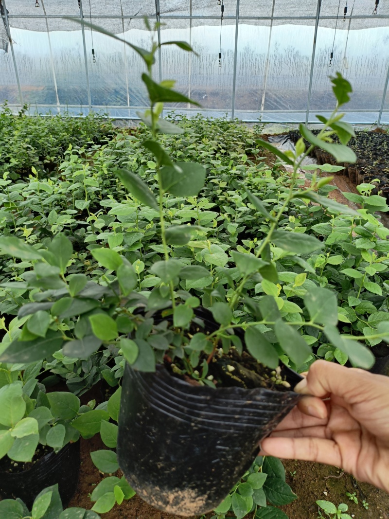 蓝莓苗L25花香蓝莓香甜上市早，L6，优瑞卡，果子特大，