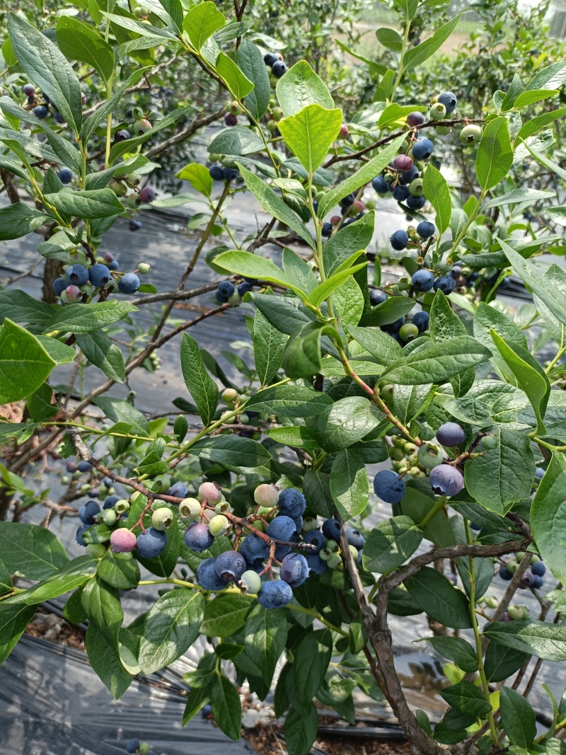 蓝莓苗L25花香蓝莓香甜上市早，L6，优瑞卡，果子特大，