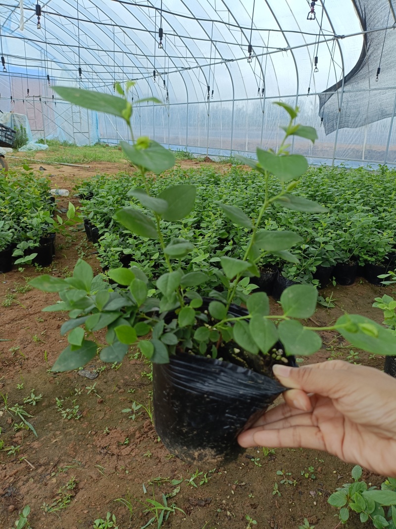 蓝莓苗L25花香蓝莓香甜上市早，L6，优瑞卡，果子特大，