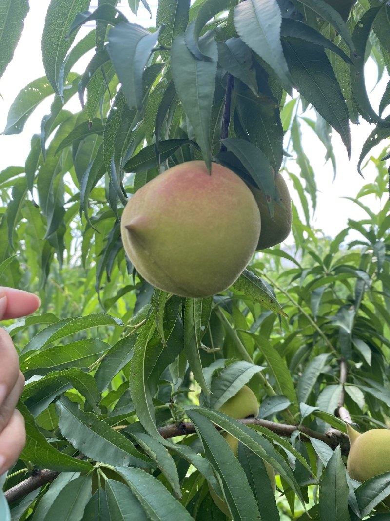 自家果园桃子