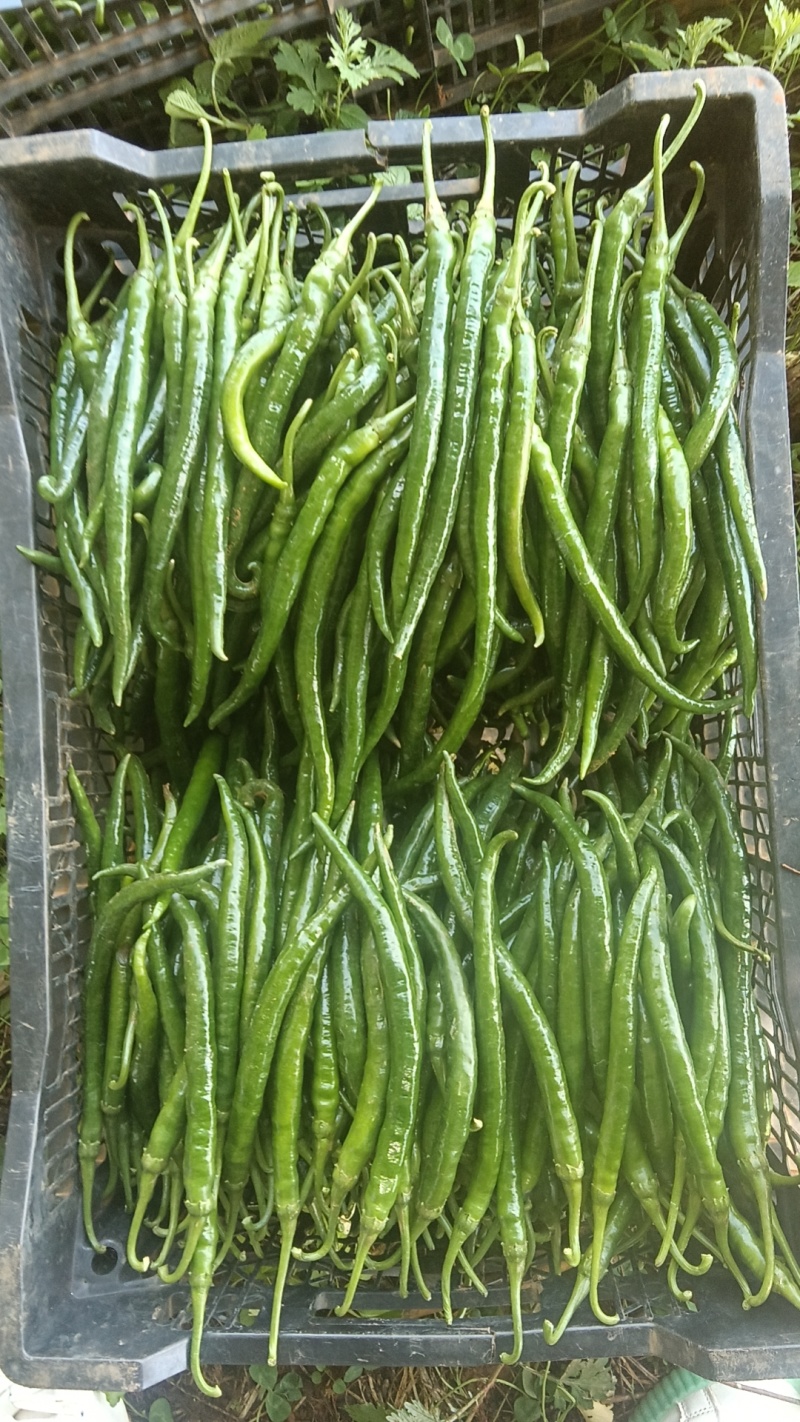 椒多多加长新3号青线椒，基地直发，货源充足