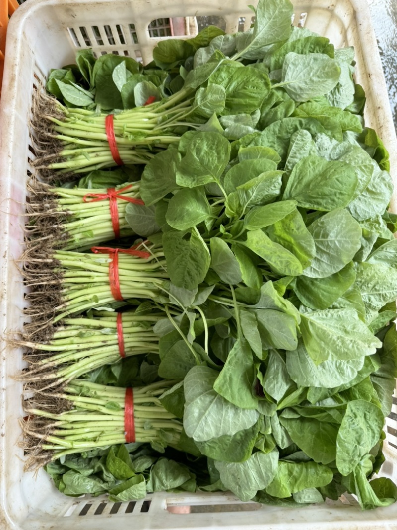 青苋菜