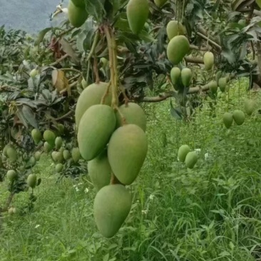 广西百色芒果台农贵妃金煌桂七