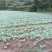 甘蓝苗