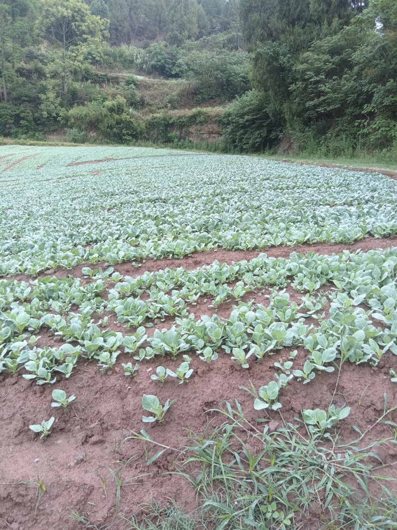 甘蓝苗