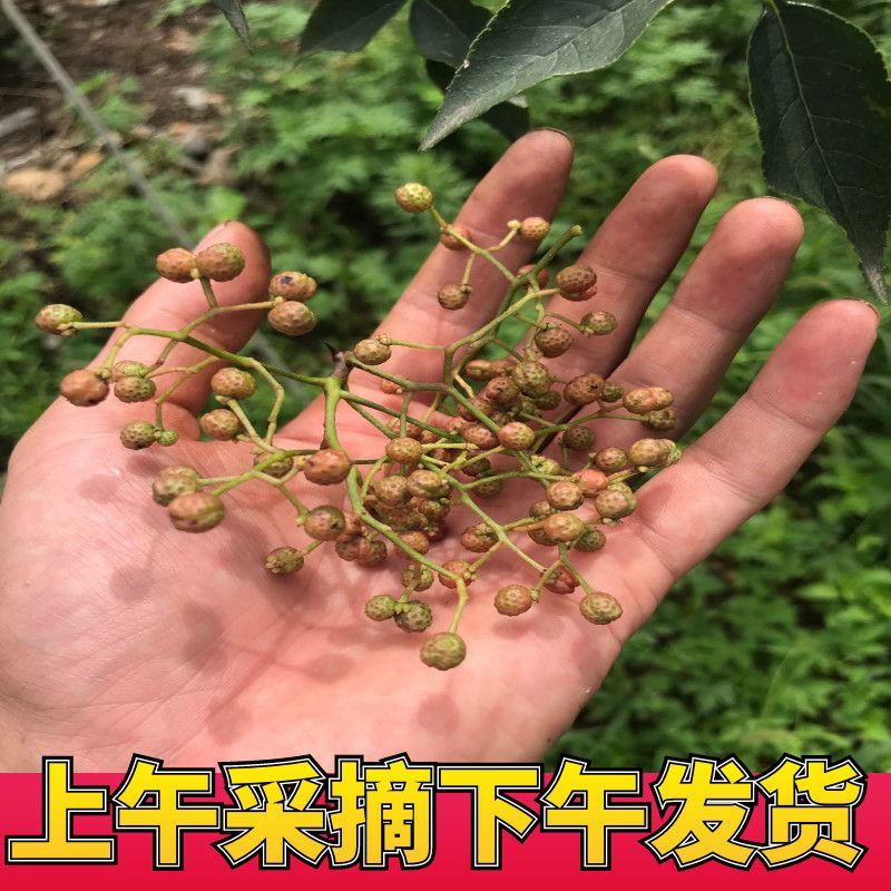 自家山上花椒
