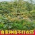 自家山上花椒
