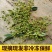 自家山上花椒