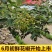 自家山上花椒