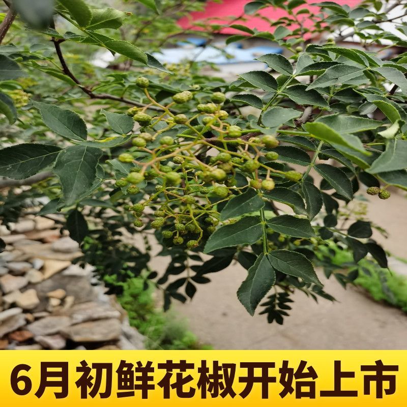 自家山上花椒