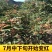 自家山上花椒