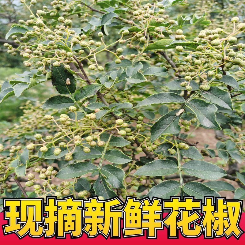 自家山上花椒