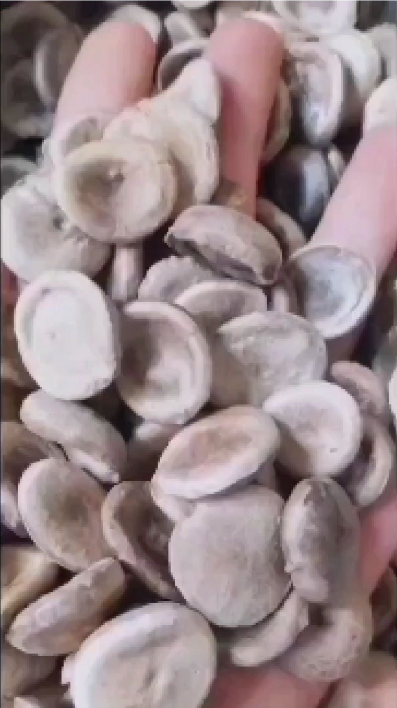 马前子有两种有一个白马前有一个绿马前有需要的老板看好下单