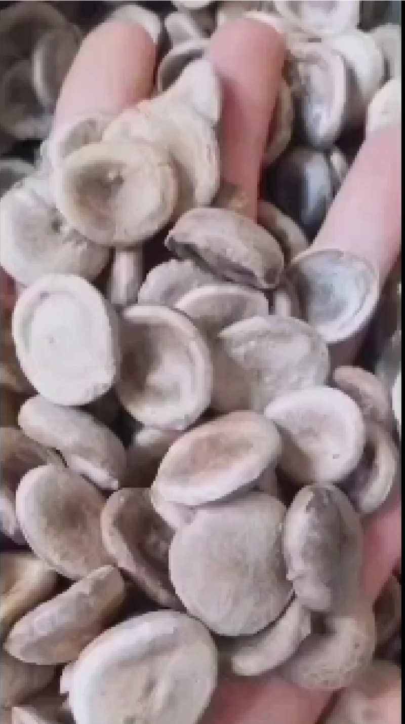 马前子有两种有一个白马前有一个绿马前有需要的老板看好下单