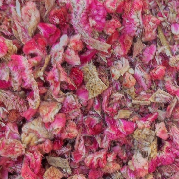 鸡冠花各种中药材名贵药材冷背药材批发有需一个是一斤