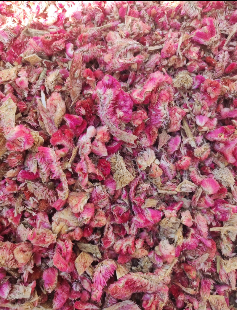 鸡冠花各种中药材名贵药材冷背药材批发有需一个是一斤