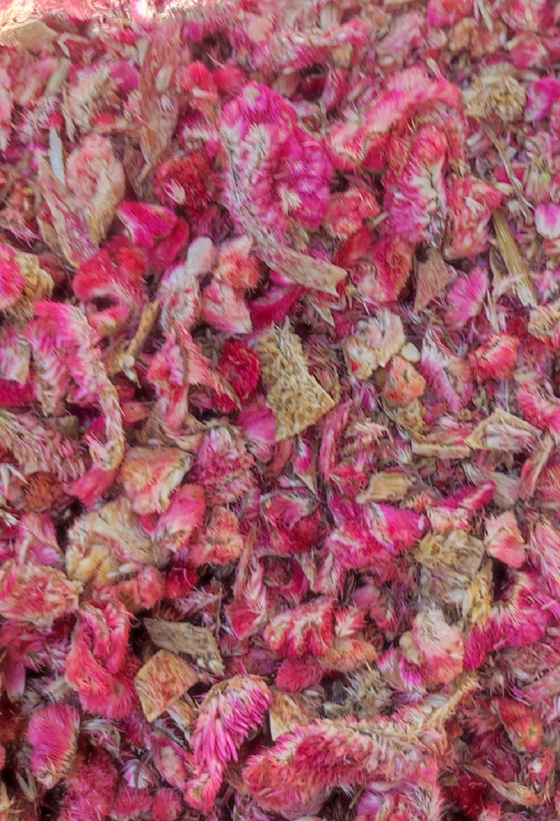 鸡冠花各种中药材名贵药材冷背药材批发有需一个是一斤